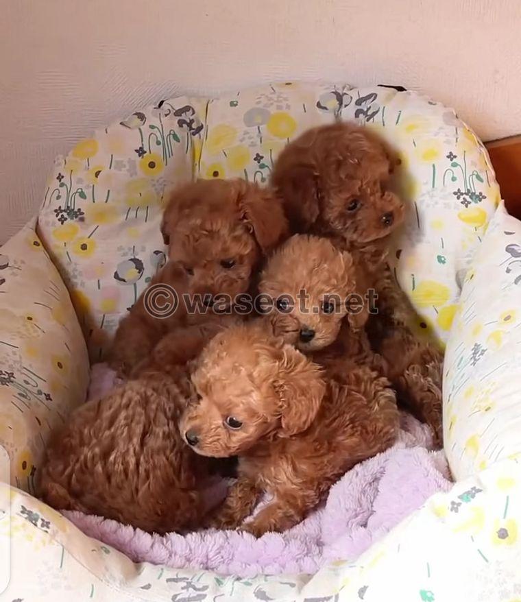 Toy poodle Puppies Available 1